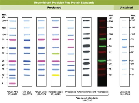 precision protein ladder|Protein Ladders and Standards (Markers)